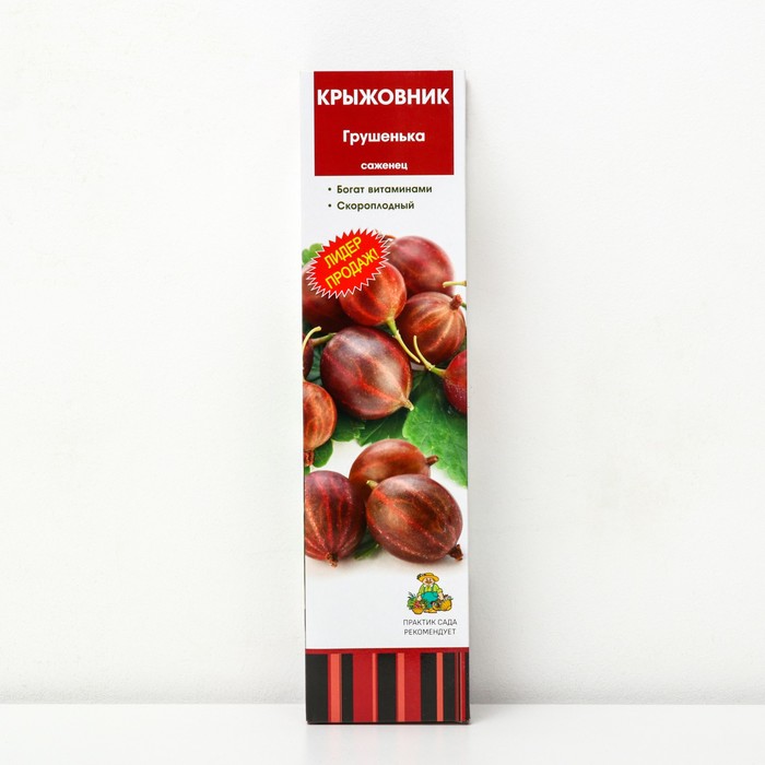 Крыжовник "Грушенька" 1 шт, туба, Весна 2025 - Фото 1