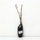 Крыжовник "Грушенька" 1 шт, туба, Весна 2025 - Фото 2