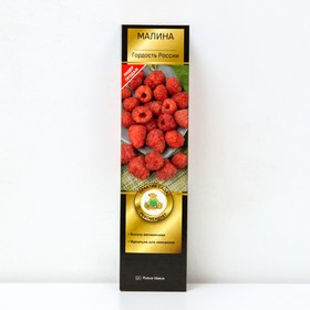 Малина перспективные сорта 