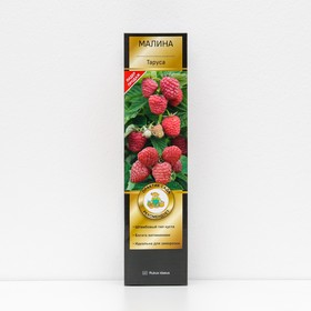 Малина перспективные сорта (штамбовый тип куста) "Таруса" 1 шт, туба, Весна 2024 7863039