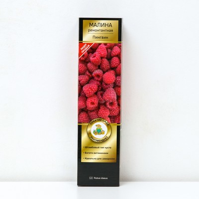 Малина ремонтантные сорта (штамбовый тип куста) "Пингвин" 1 шт, туба, Весна 2025