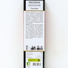 Малина ремонтантные сорта (штамбовый тип куста) "Пингвин" 1 шт, туба, Весна 2025 - Фото 3