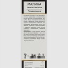 Малина ремонтантные сорта Люкс Похвалинка 1 шт., туба, Весна 2026  (артикул 7863047)  большой выбор товаров оптом и в розницу по низким ценам с доставкой