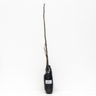 Орех грецкий "Региа" 1 шт, туба, Весна 2024 - Фото 3