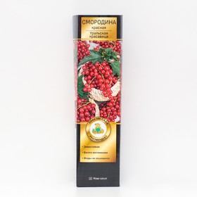 Смородина красная перспективные сорта "Уральская красавица" 1 шт, туба, Весна 2024 7863058