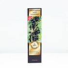 Смородина черная "Селеченская - 2", перспективные сорта, саженец, туба, 1 шт. - Фото 2