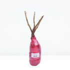 Смородина черная "Селеченская - 2", перспективные сорта, саженец, туба, 1 шт. - Фото 4