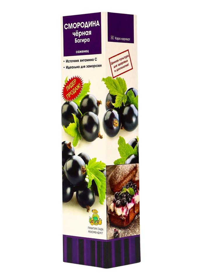 Смородина черная «Багира», традиционные сорта, саженец, 1 шт., туба - Фото 1
