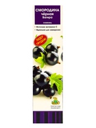 Смородина черная «Багира», традиционные сорта, саженец, 1 шт., туба - Фото 2