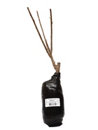 Смородина черная «Багира», традиционные сорта, саженец, 1 шт., туба - Фото 4