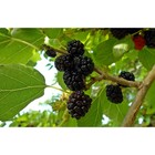 Шелковица черная Нигра 1 шт. туба Весна 2026 - Фото 4