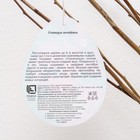 Боярышник обыкновенный «Арнольда», саженец, 1 шт., туба - Фото 3