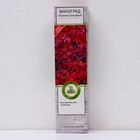 Виноград пятилисточковый (Партеноциссус), 1 шт, туба, Весна 2026 - Фото 1