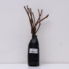 Виноград пятилисточковый (Партеноциссус), 1 шт, туба, Весна 2026 - Фото 3