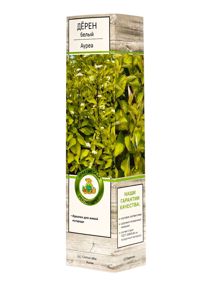 Саженцы дерена белого Гухалти купить в Москве, растения по цене от 490 руб. в пи