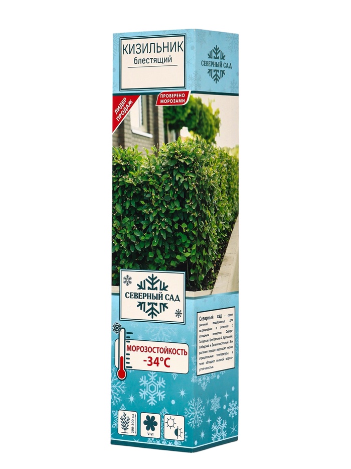 Саженец Кизильник блестящий, саженец, декоративный, 1 шт., туба - Фото 1