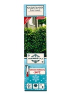 Саженец Кизильник блестящий, саженец, декоративный, 1 шт., туба - Фото 2