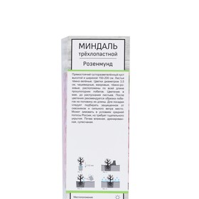 Миндаль трехлопастной «Розенмунд», саженец, декоративный, цветущий, туба, 1 шт.