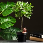 Ороситель "Львёнок" для комнатных и садовых растений, жёлтый, Кунгурская керамика, 0.2л, 6см - Фото 7