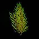 Растение искусственное аквариумное, светящееся, 20 см, красное - Фото 4