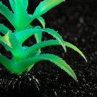Растение искусственное аквариумное, светящееся, 10 см, зелёное - Фото 2