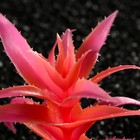 Растение искусственное аквариумное, светящееся, 10 см, красное - фото 6592414
