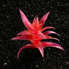 Растение искусственное аквариумное, светящееся, 10 см, красное - Фото 3