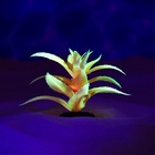 Растение для аквариума и террариума, светящееся, 10 см, красное - Фото 5