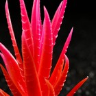 Растение искусственное аквариумное, светящееся, 10 см, красное - фото 6592424