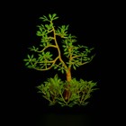 Растение искусственное аквариумное, светящееся, 10 см, зелёное - фото 6592441