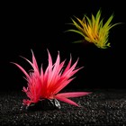 Растение искусственное аквариумное, светящееся, 10 см, красное - фото 6592448