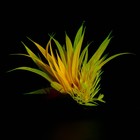 Растение искусственное аквариумное, светящееся, 10 см, красное - фото 6592452