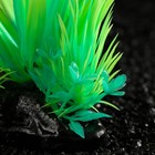 Растение искусственное аквариумное, светящееся, 10 см, зелёное - фото 6592455