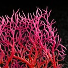 Растение искусственное аквариумное, светящееся, 15 см, красное - фото 6592476
