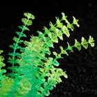 Растение искусственное аквариумное, светящееся, 18 см, зелёное - фото 10230166