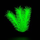 Растение искусственное аквариумное, светящееся, 8 см, зелёное - Фото 4