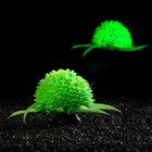 Растение шар искусственное аквариумное, светящееся, 9 см, зелёное - фото 9705018