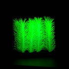 Растение искусственное аквариумное, светящееся, 5 см, зелёное - Фото 4