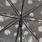 Зонт - трость полуавтоматический «Ромашка», 8 спиц, R = 45/55 см, D = 110 см, цвет прозрачный/белый - фото 11947568
