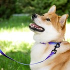 Поводок «Даже на краю света», 2 см, 1.5 м - фото 23682725