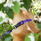 Поводок «Даже на краю света», 2 см, 1.5 м - фото 29787424