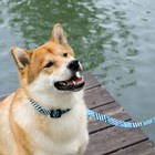 Поводок «Джентльмен», застёжка - фастекс, 2.5 см, 2 м - фото 21580816