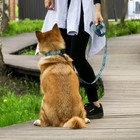 Поводок «Джентльмен», застёжка - фастекс, 2.5 см, 2 м - фото 21580817