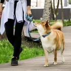 Поводок «Джентльмен», застёжка - фастекс, 2.5 см, 2 м - фото 21580818