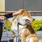 Поводок «В гармонии с природой», 2.5 см, 2 м - фото 21580828