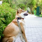 Поводок «На стиле», 2.5 см, 2 м - фото 24118215