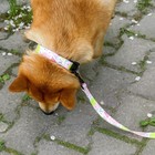 Поводок «Сочное настроение», 2.5 см, 3 м - фото 21580917