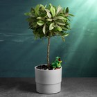 Автополив для комнатных растений «Лягушка», 50 мл, h=4 см, керамика - Фото 2