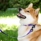 Поводок «Даже на краю света», 2 см, 2 м - фото 39060349