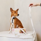 Поводок 2 м и ошейник 28-46 см «Мрамор», застёжка - фастекс - Фото 10